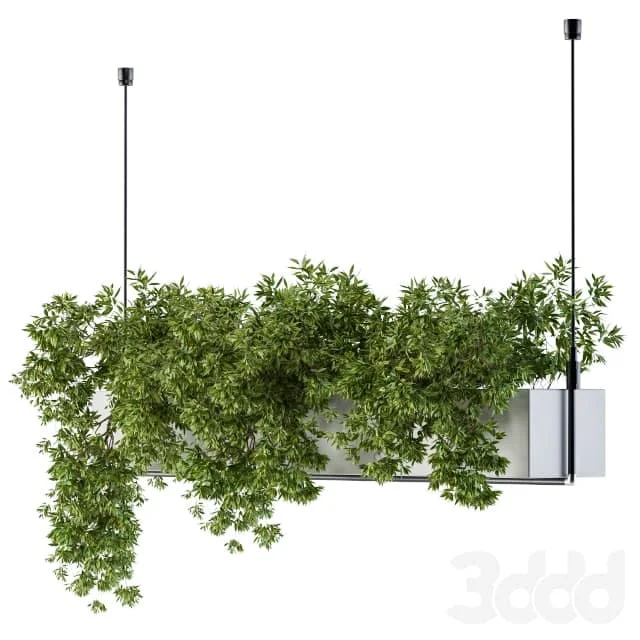 Hanging box plant